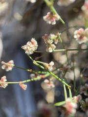 Eriogonum cernuum