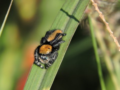 Phidippus apacheanus