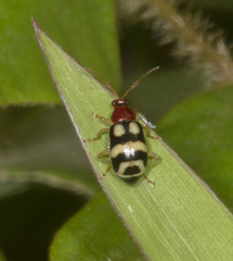 Galerucinae