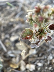 Eriogonum cernuum