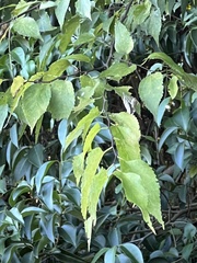 Celtis occidentalis