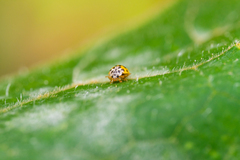 Psyllobora vigintiduopunctata