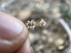 Eriogonum cernuum
