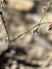 Eriogonum cernuum