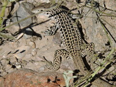 Aspidoscelis tesselatus