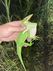 Anolis equestris