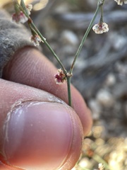 Eriogonum cernuum