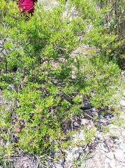 Heimia salicifolia