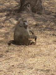 Papio anubis