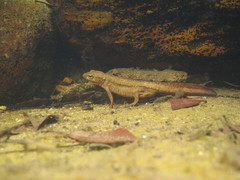 Paramesotriton hongkongensis