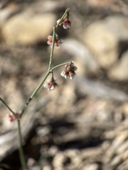 Eriogonum cernuum
