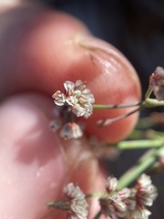 Eriogonum cernuum