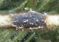 Mycale microsigmatosa