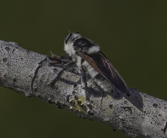 Mallophora bomboides