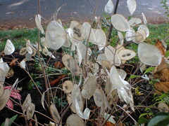 Lunaria