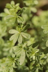 Galium
