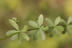 Galium