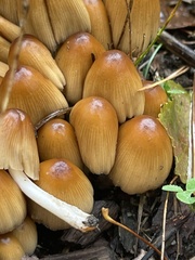 Coprinellus micaceus