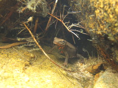 Paramesotriton hongkongensis