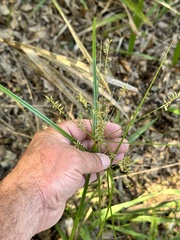 Cyperus tetragonus