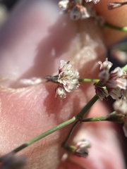 Eriogonum cernuum