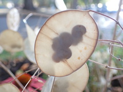 Lunaria