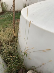 Setaria pumila
