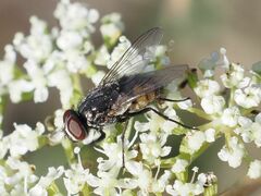 Musca autumnalis