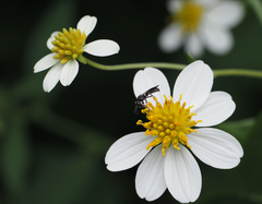 Montanoa leucantha