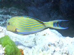 Acanthurus lineatus