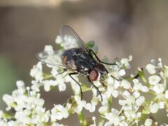 Musca autumnalis