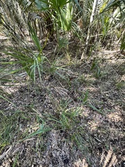 Cyperus tetragonus