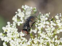 Musca autumnalis