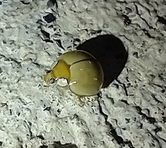 Paraneda viridescens