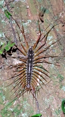 Scutigeromorpha