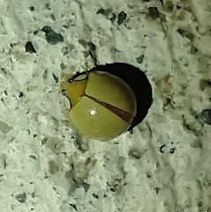 Paraneda viridescens