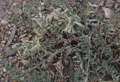 Astragalus lentiginosus semotus