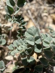 Astragalus lentiginosus