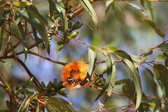 Eucalyptus phoenicea