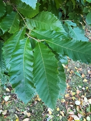 Castanea mollissima
