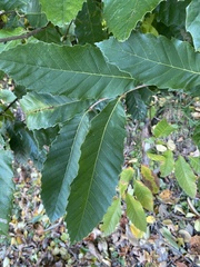Castanea mollissima