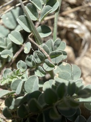 Astragalus lentiginosus