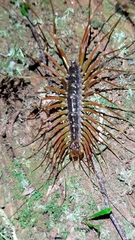 Scutigeromorpha