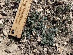 Astragalus lentiginosus