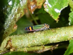 Dilobopterus lineosus