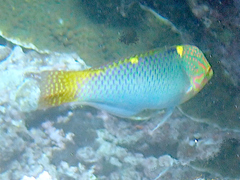 Halichoeres hortulanus