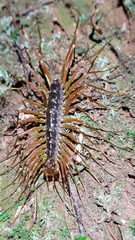 Scutigeromorpha