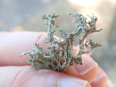 Evernia