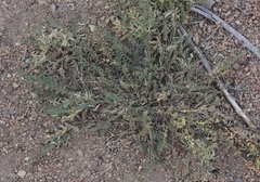 Astragalus lentiginosus semotus