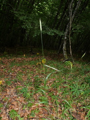 Hordelymus europaeus